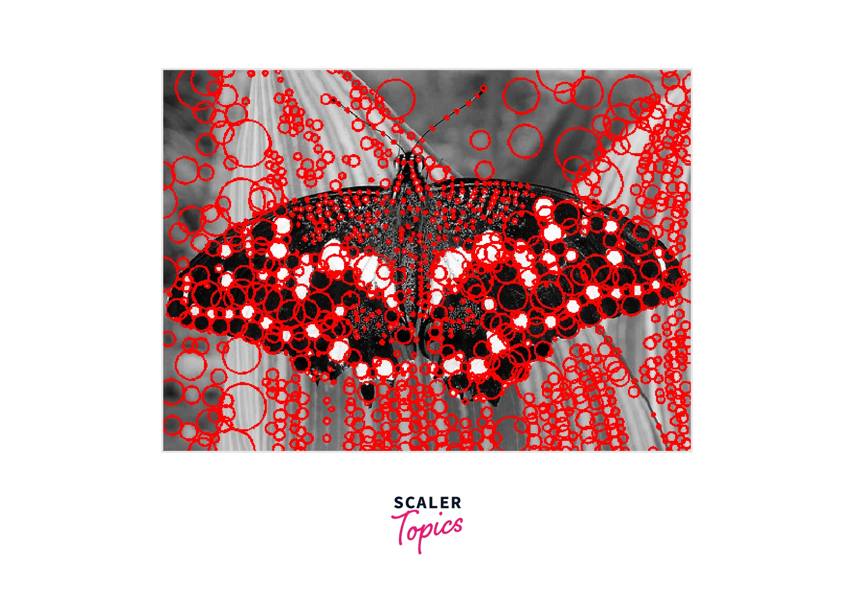 blobs-in-image-features